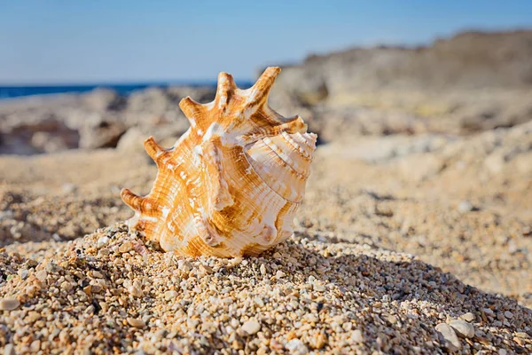 Kum plajda yatan büyük benekli deniz kabuğu görünümünü kapatın. En az doğa kavramı