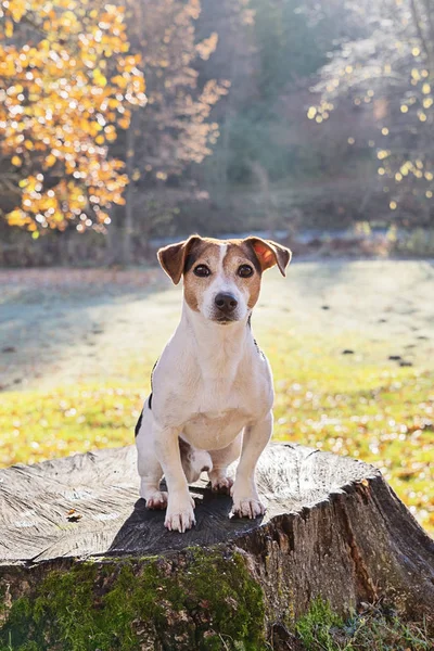 可爱的杰克罗素猎犬狗坐在老树桩上 — 图库照片