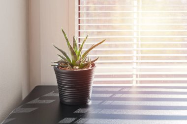 Pencere Panjur ile arka plan üzerinde küçük tencerede bitki