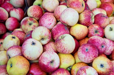 Olgun elma kırmızı ve sarı arka plan görünümünü kapatın. Hasat zamanı ve Şükran kavram, seçici odak