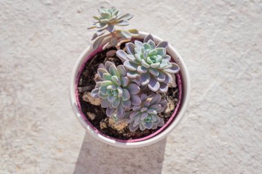 Saksı echeveria etli bitki görünümünü yukarıda
