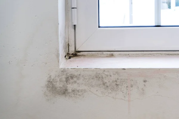 Siyah beyaz pencere pervazına mantar ve duvar. Zavallı havalandırma, nem oranı, yoğunlaşma neden mantar duvarlara