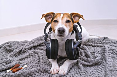 Çok güzel jack Russell köpek rahat battaniye kablosuz kulaklıktan yatıyor. Köpek yüksek sesler kavramı stok fotoğraf korkuyor
