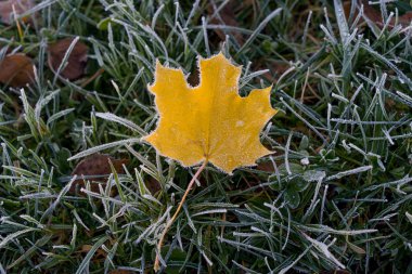 Tek akçaağaç, yakın sarı düşmüş yaprak yeşil çim ve ilk hoarfrost. Sonbahar arka plan kavramı, üstten görünüm