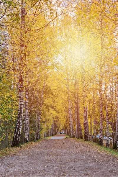 走在公园在秋天天概念 — 图库照片