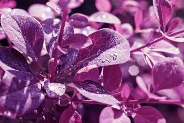 Çiğ, bitki yaprakları yakın tonda seçici odak,