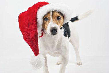 Portre sevimli yakından jack russell köpek yavrusu kırmızı santa şapka ile. Kutlamak Noel ve yeni yıl tebrik kartı