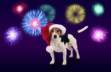 Köpek yavrusu, jack russell gökyüzü havai fişek ile karşı kırmızı Santa şapka ile. Yeni yıl ve Noel kutlamak tebrik kartı için şablon. Evcil hayvan şenlik ateşi ve havai fişek gürültü sırasında güvenliği kavramı