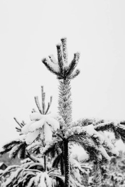 Doğal köknar ağacı dalları ile soyut siyah beyaz vintage tebrik kartı, dikey formatta