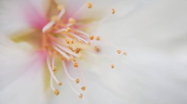 Kiraz çiçek yaprakları ve arka plan bulanık, yumuşak bulanıklık etkisi ile makro üzerinde dikenler. Sevgililer günü, anneler günü, düğün ve doğum günü, uzay, yumuşak kopyalamak için tebrik kartı için şablon odak