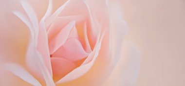 Romantik kırılgan yumuşak bej gül yaprakları üzerinde arka plan bulanık, makro yumuşak bulanıklık etkisi ile. Sevgililer günü, anneler günü, düğün ve doğum günü, kopya alanı için tebrik kartı için şablon