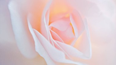 Closeup kırılgan gül yaprakları üzerinde arka plan bulanık, makro yumuşak bulanıklık etkisi ile. Sevgililer günü, anneler günü, düğün ve doğum günü, kopya alanı için tebrik kartı için şablon