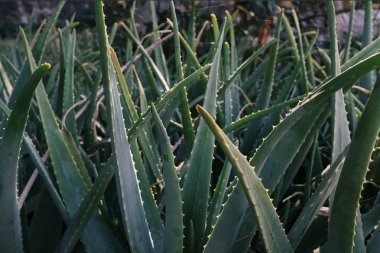 Aloe vera görünümünü closeup yaprak, çiçek desenli