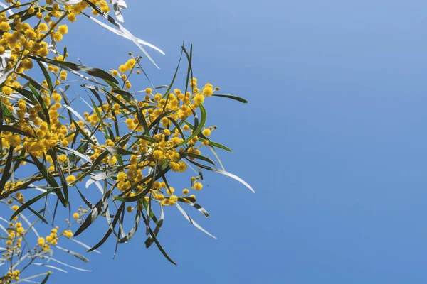 Branch of mimosa tree in sunlight against blue clear sky, — Stock Photo, Image