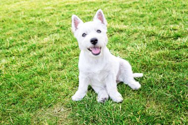 Batı dağlık beyaz korkunç sevimli köpek portresi