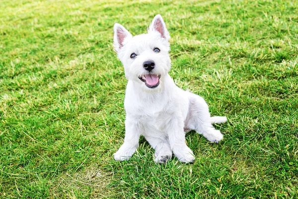 Portrét roztomilé štěně West Highland White teriér — Stock fotografie