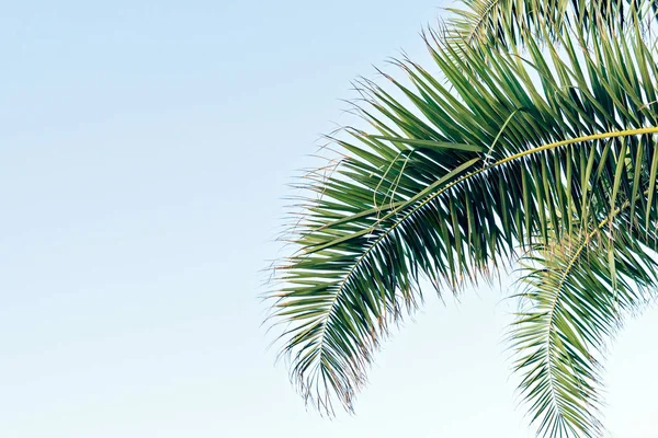 Palm leaves on blue sky with copy space