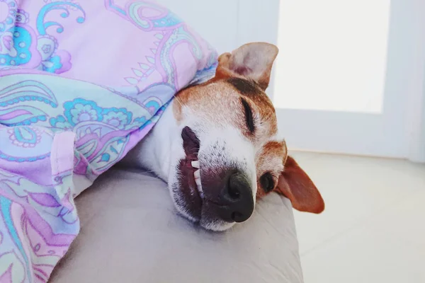 Lindo cachorro hocico somnoliento en manta — Foto de Stock