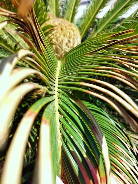 Sago palmiye bitki tohum ile görünümünü kapat — Stok fotoğraf