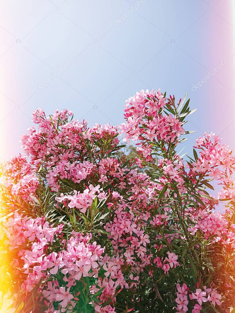 Pink blooming flowers of oleander on the branches