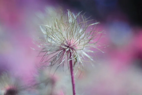 Αφηρημένο floral μοτίβο με σουρεαλιστική λουλούδι πολύχρωμο φόντο. — Φωτογραφία Αρχείου