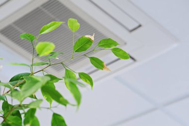 Arka plan tavan klimaya Ficus yeşil yaprakları