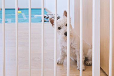 Sevimli beyaz terrier köpek çit arkasında oturan