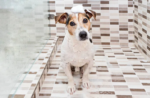 Cão de cachorro bonito com espuma na cabeça no chuveiro — Fotografia de Stock