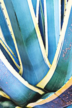 Agave bitkisinin yakın görünümü, doğal soyut çiçek deseni