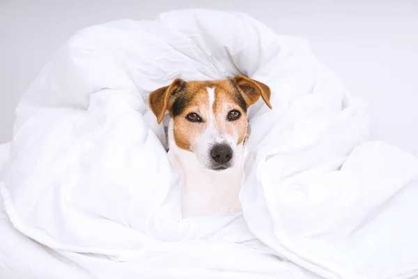 Cão bonito envolto em edredão branco e olhando para a câmera — Fotografia de Stock