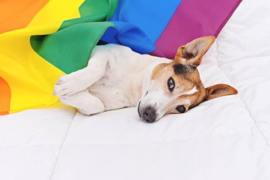 Sevimli köpek jack russell gökkuşağı Lgbt bayrağı beyaz yatakta yatan sarılmış