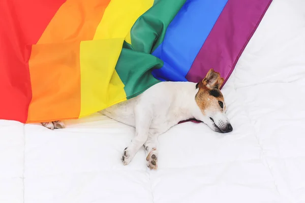 Lindo perro jack russell envuelto en arco iris LGBT bandera acostado en la cama blanca —  Fotos de Stock