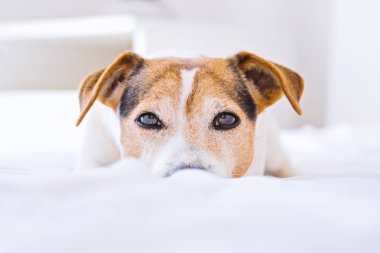 Beyaz yorgan üzerinde uykulu büyüleyici köpek jack russell Closeup portre