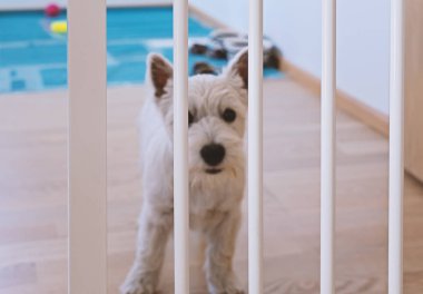 Sevimli beyaz Terrier yavru köpek çit arkasında kalmak