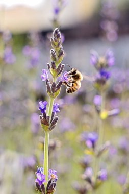 Çiçek çayır karşı lavanta çiçek üzerinde küçük arı Closeup