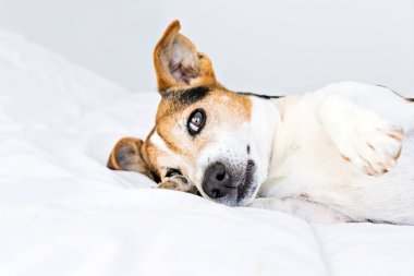 Sevimli jack russell köpek yatakta döşeme ve beyaz yorgan üzerinde tomfoolery