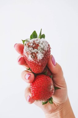 Closeup of rotten strawberry in female hand isolated on white ba clipart