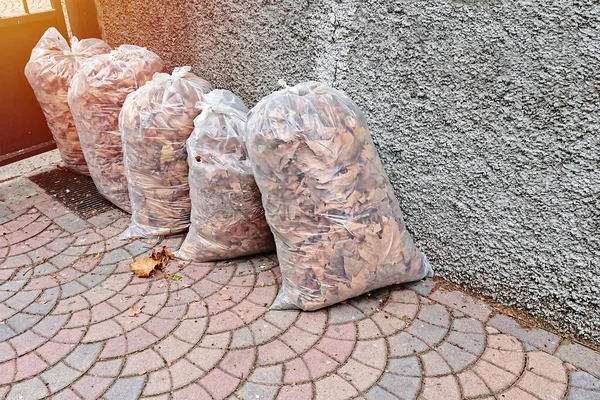 Fallen leaves packed in plastic bags for transportation and utilization