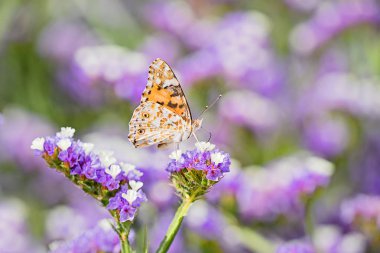 Güzel kelebek veya kapalı kanatlar ile Honeydew yeme closeup