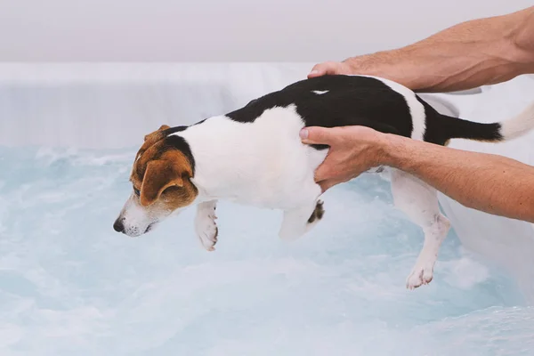 Cachorro cão adorável tem medo de tomar banho no banho de bolhas . — Fotografia de Stock