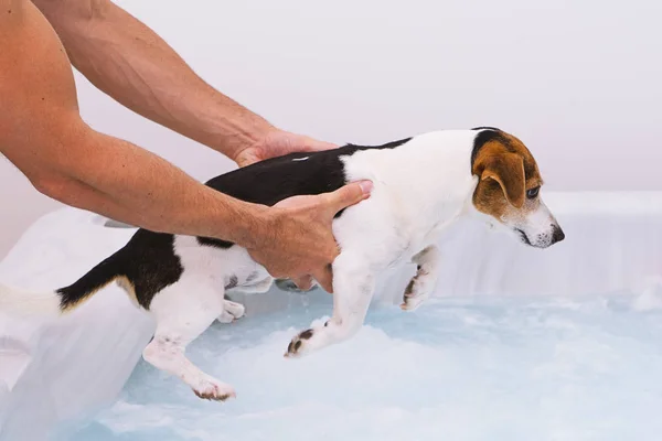 Adorable dog puppy is afraid to bathe in bubble bath.
