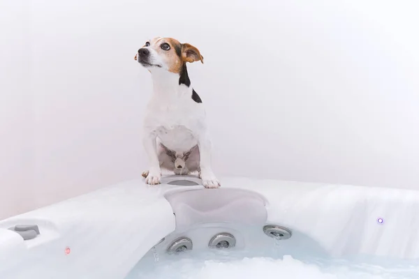 Cão bonito vai tomar banho de espuma com massagem — Fotografia de Stock