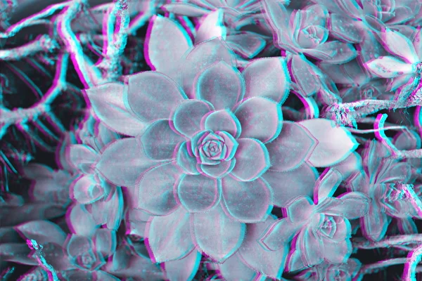 Vue rapprochée de la plante succulente rosette avec effet signal numérique glitch — Photo