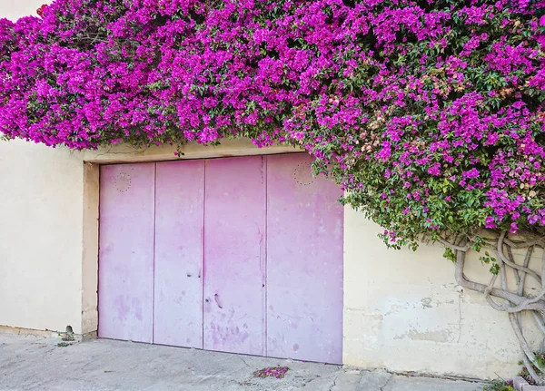 Güzel Paperflower çalı konut bina duvarını kapsar — Stok fotoğraf