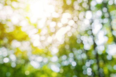 Doğal çiçek bulanık yaz deseni