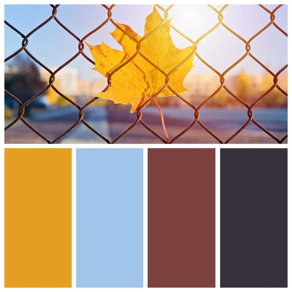 フェンス上の秋の黄色いカエデの葉と秋の暖かい色合いのコレクション — ストック写真