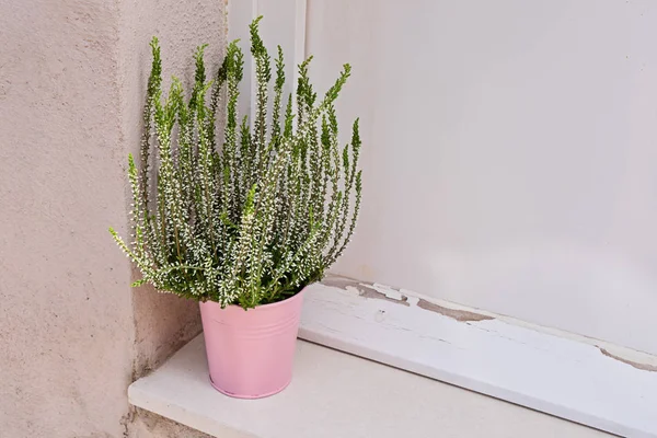 Blooming bush of heather potted near wooden entrance door