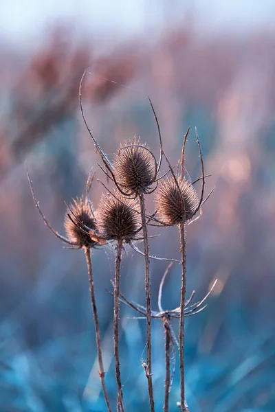 夕焼けビームのティーゼルのドライシードヘッド。野生のティーゼルの花のクローズアップ — ストック写真