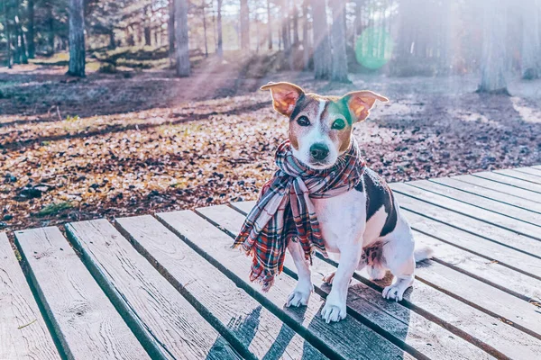 穿着围巾坐在木板木板人行道上的可爱的杰克 · 鲁塞尔犬 — 图库照片