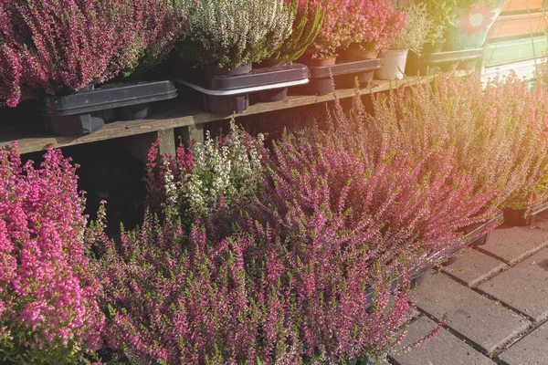 Erica fioritura pianta in vaso in negozio — Foto Stock